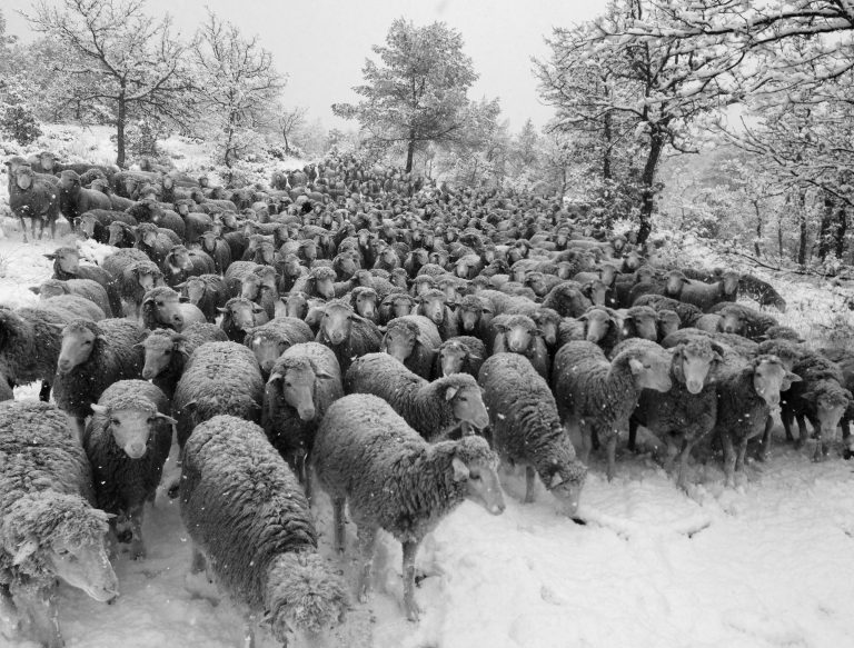 troupeau sous la neige