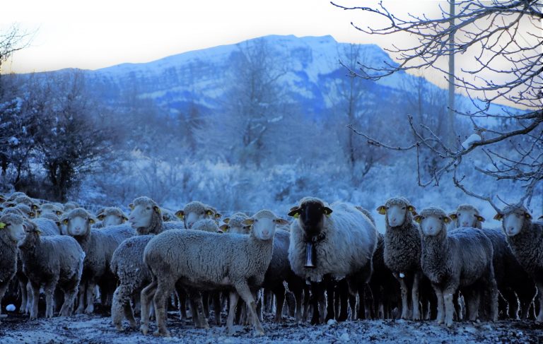 troupeau à l'aube hiver